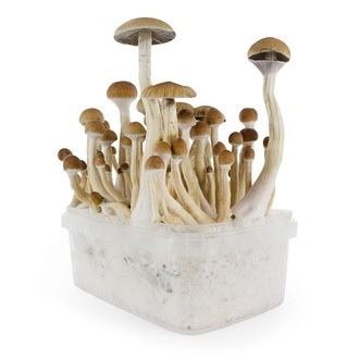 Fresh Mushrooms grow kit „B+“