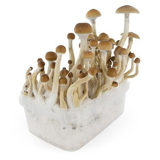 Fresh Mushrooms grow kit „B+“