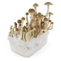 Fresh Mushrooms grow kit „B+“