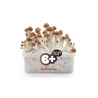 Fresh Mushrooms grow kit „B+“