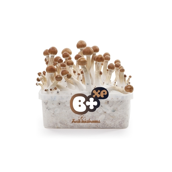 Fresh Mushrooms grow kit „B+“