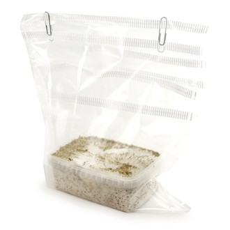 Fresh Mushrooms grow kit „B+“