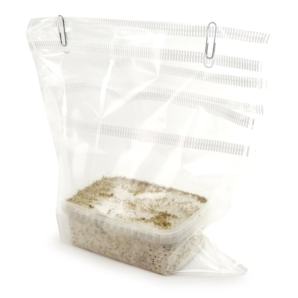Fresh Mushrooms grow kit „B+“
