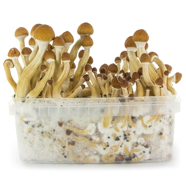 Zamnesia SUPREME Pěstební sada 'Ecuador'