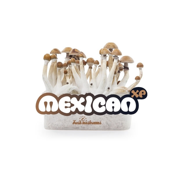 Pěstební sada Fresh Mushrooms „Mexican“