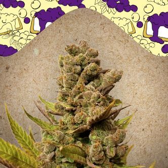 Blueberry Cheesecake (Female Seeds) feminizovan&aacute;