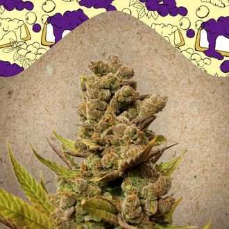 Blueberry Cheesecake (Female Seeds) feminizovan&aacute;