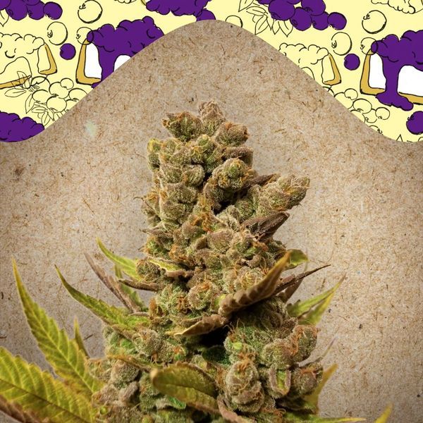 Blueberry Cheesecake (Female Seeds) feminizovaná