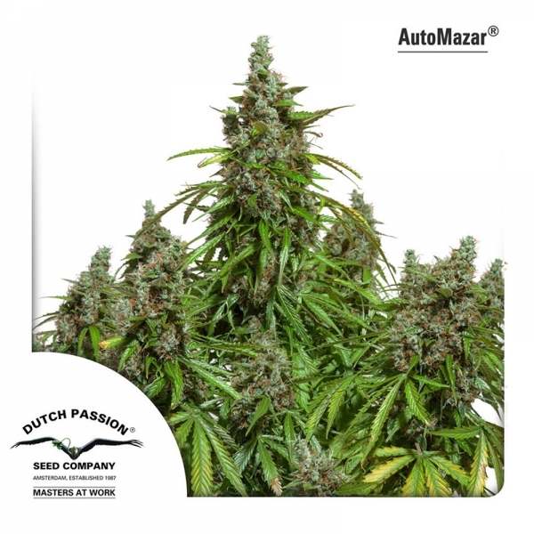 Auto Mazar (Dutch Passion) feminizovaná