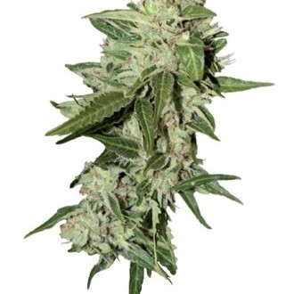 Auto Mazar (Dutch Passion) feminizovaná