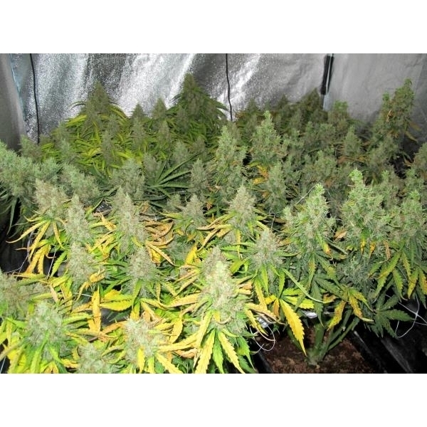 Auto Mazar (Dutch Passion) feminizovaná