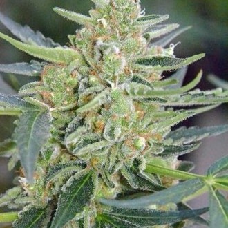 Auto Mazar (Dutch Passion) feminizovaná