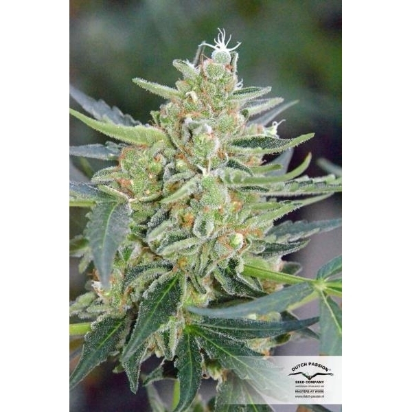 Auto Mazar (Dutch Passion) feminizovaná