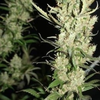 The Ultimate (Dutch Passion) feminizovaná