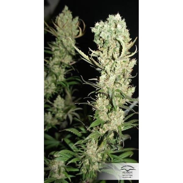 The Ultimate (Dutch Passion) feminizovaná