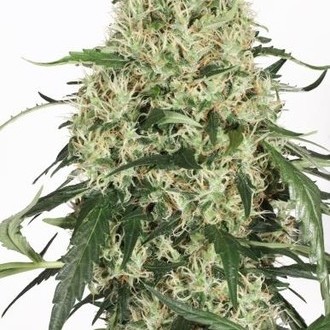 The Ultimate (Dutch Passion) feminizovaná