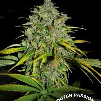 Frisian Dew (Dutch Passion) feminizovaná