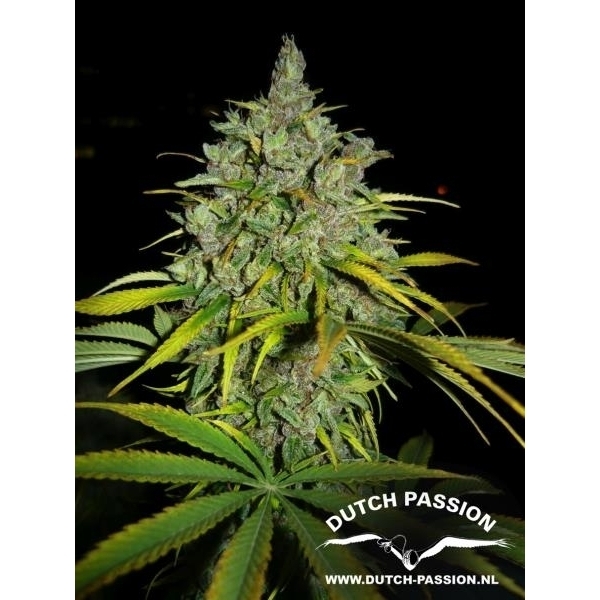 Frisian Dew (Dutch Passion) feminizovaná