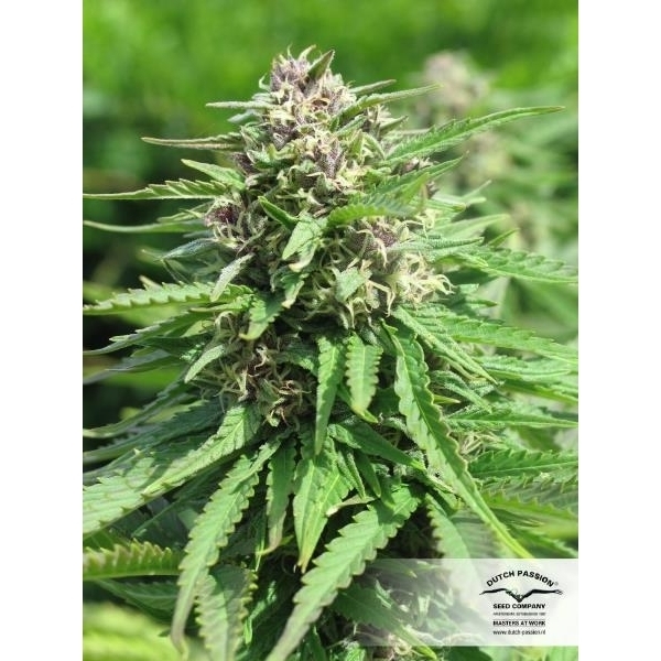 Frisian Dew (Dutch Passion) feminizovaná