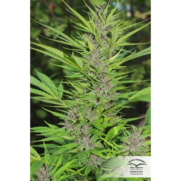 Frisian Dew (Dutch Passion) feminizovaná