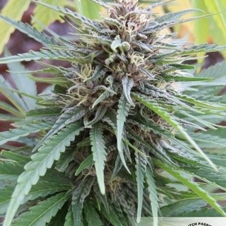 Frisian Dew (Dutch Passion) feminizovaná