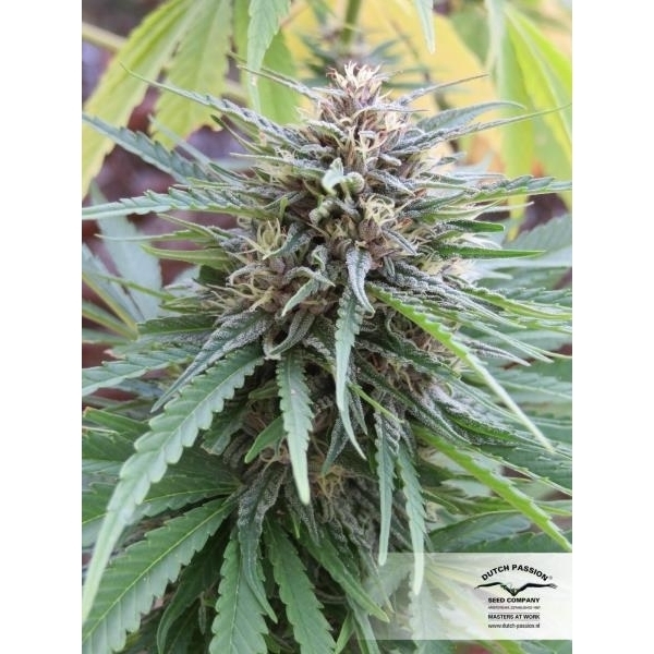 Frisian Dew (Dutch Passion) feminizovaná