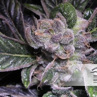 Blueberry (Dutch Passion) feminizovaná