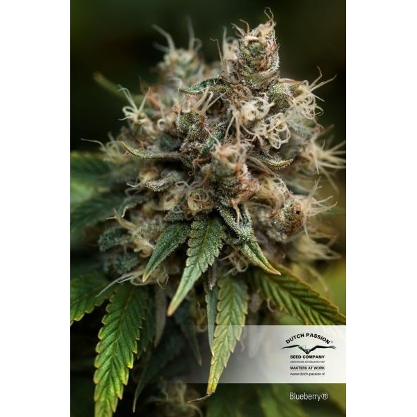 Blueberry (Dutch Passion) feminizovaná