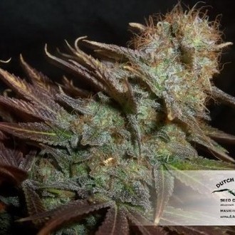 Blueberry (Dutch Passion) feminizovaná