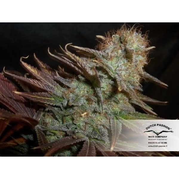 Blueberry (Dutch Passion) feminizovaná