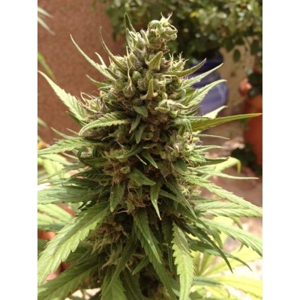 Auto Blueberry (Dutch Passion) feminizovaná