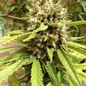 Auto Blueberry (Dutch Passion) feminizovaná