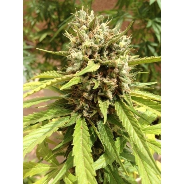 Auto Blueberry (Dutch Passion) feminizovaná