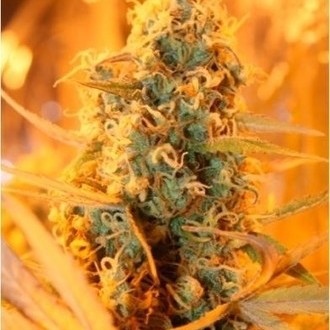 Power Plant (Dutch Passion) feminizovaná