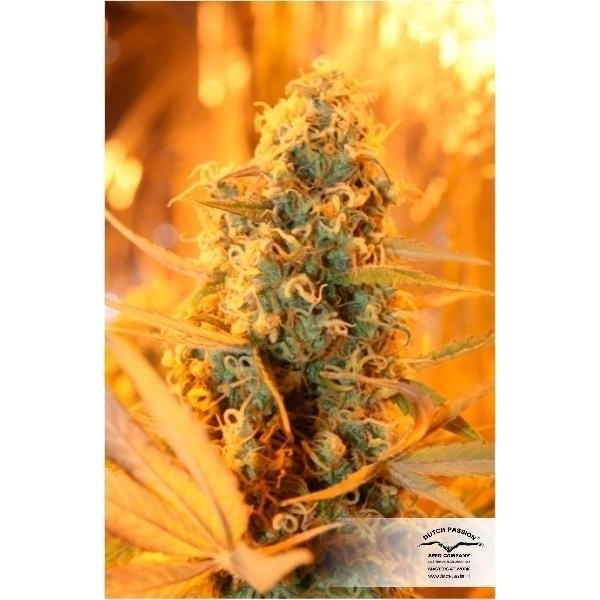 Power Plant (Dutch Passion) feminizovaná