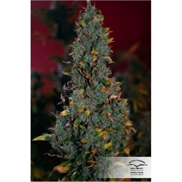 Power Plant (Dutch Passion) feminizovaná