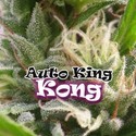 Auto King Kong (Dr. Underground) feminizovaná