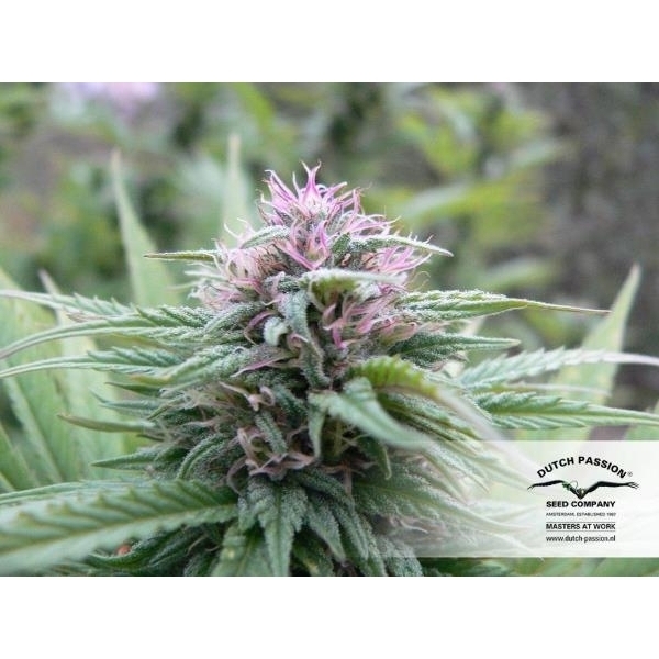 Orange Bud (Dutch Passion) feminizovaná