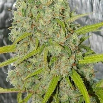 Orange Bud (Dutch Passion) feminizovaná
