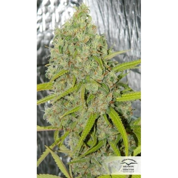 Orange Bud (Dutch Passion) feminizovaná