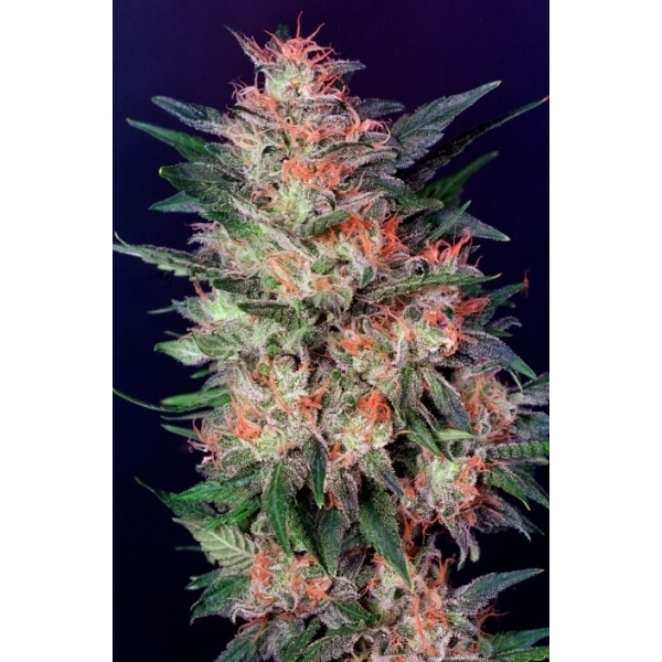 White Widow (Dutch Passion) feminizovaná
