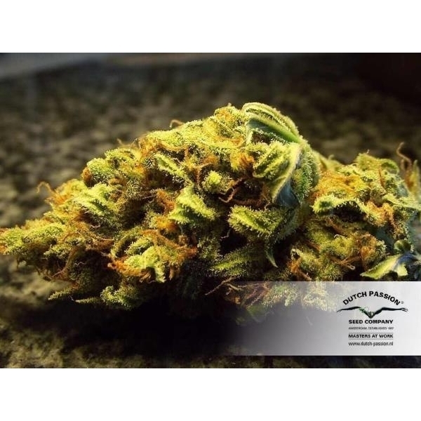 White Widow (Dutch Passion) feminizovaná