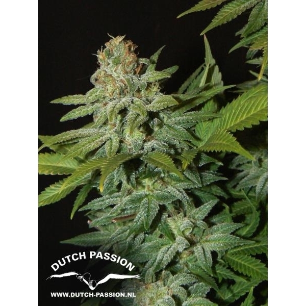Mazar (Dutch Passion) feminizovaná
