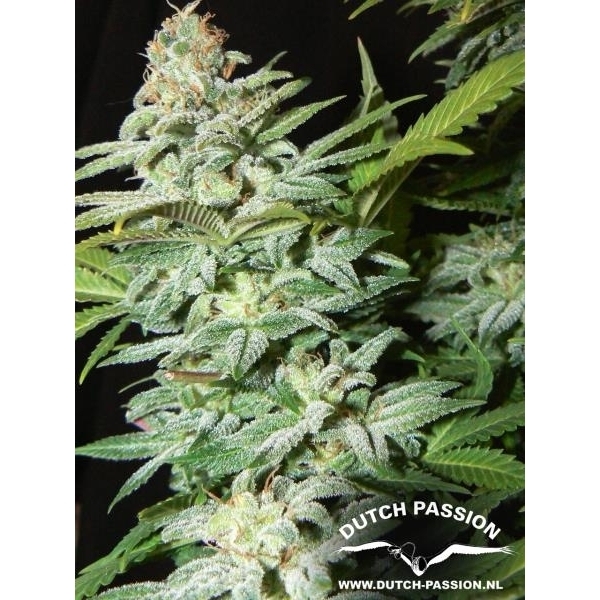 Mazar (Dutch Passion) feminizovaná