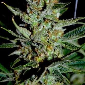 Mazar (Dutch Passion) feminizovaná