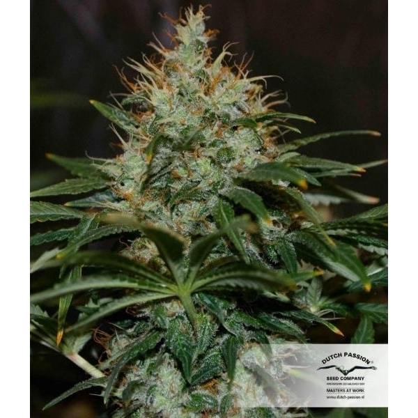Mazar (Dutch Passion) feminizovaná