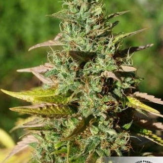 Mazar (Dutch Passion) feminizovaná