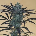 Blueberry Headband (Humboldt Seed Organization) feminizovaná