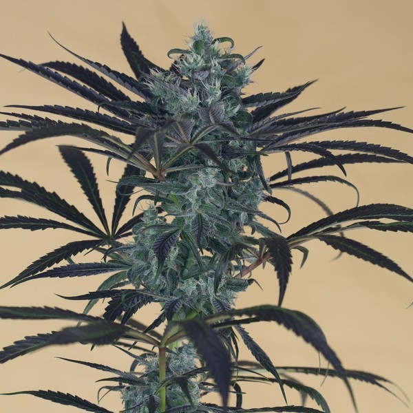 Blueberry Headband (Humboldt Seed Organization) feminizovaná