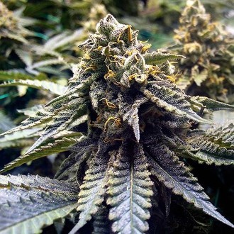 Chocolate Mint OG 2.0 (Humboldt Seed Organization) feminizovan&aacute;